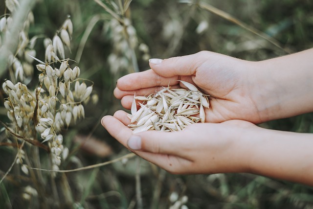 A close-up of hands holding grains with grain plants growing in the background.