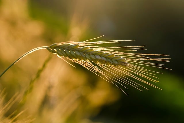 A close-up image of a single wheat stalk illuminated by soft, golden sunlight.